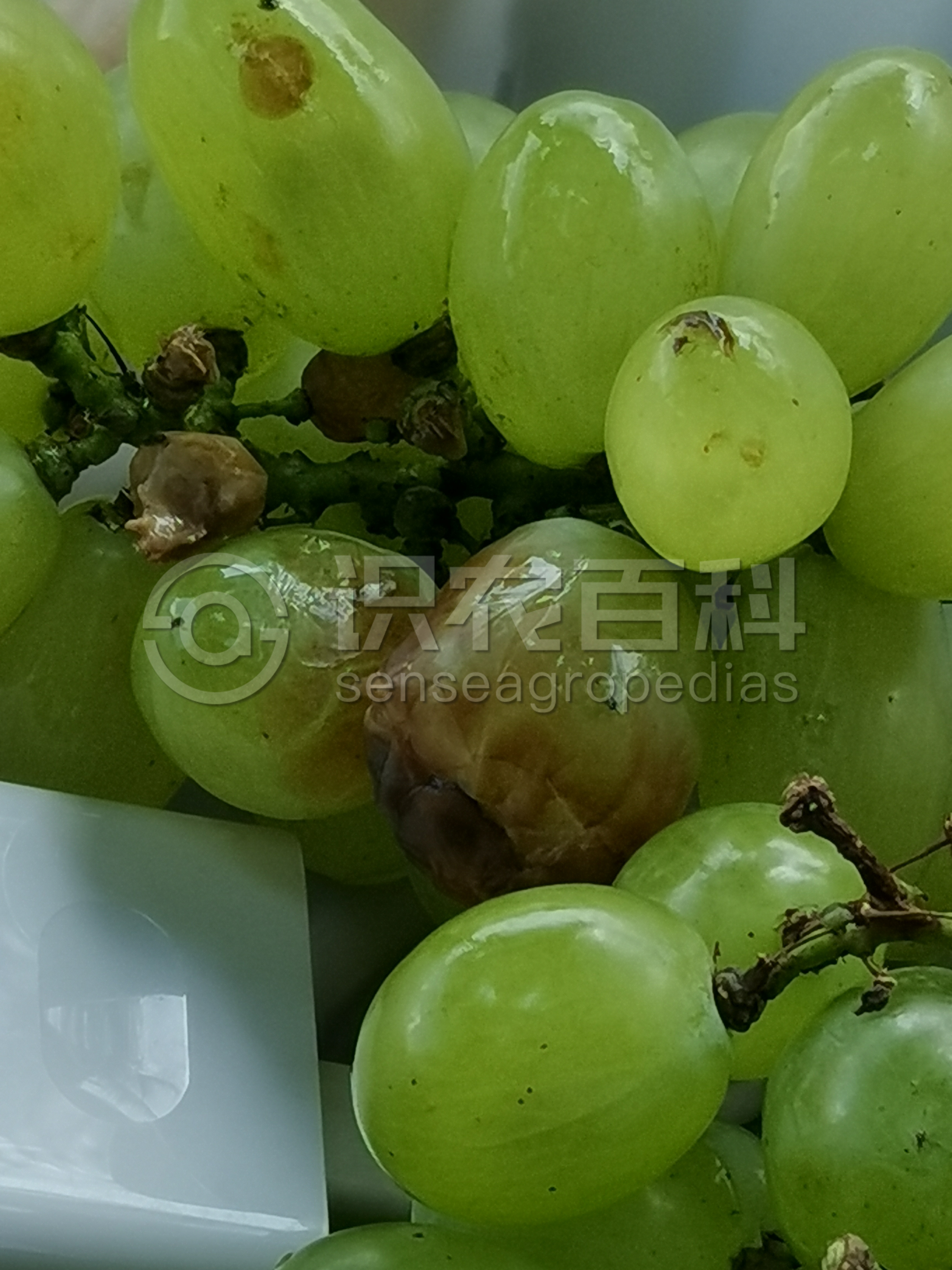 柑橘黄叶症状示例1