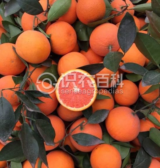 柑橘黄叶症状示例1