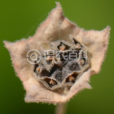 白背黄花稔
