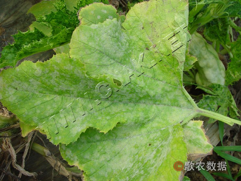 柑橘黄叶症状示例5