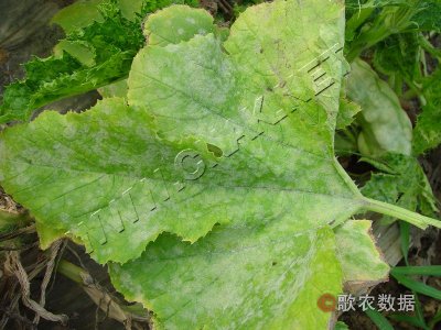 南瓜白粉病