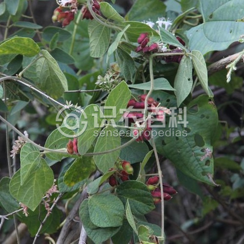 柑橘黄叶症状示例3