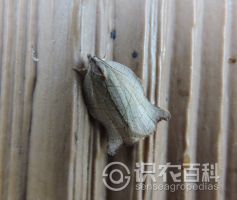 柑橘黄叶症状示例0