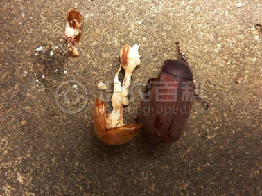 柑橘黄叶症状示例2
