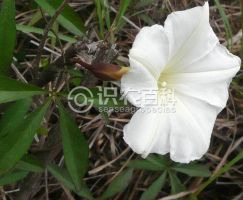 柑橘黄叶症状示例0