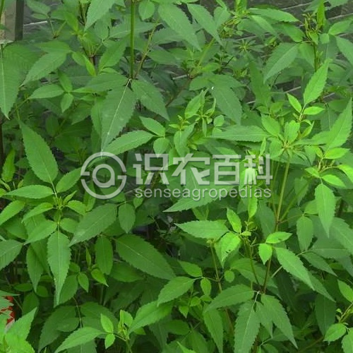 柑橘黄叶症状示例2