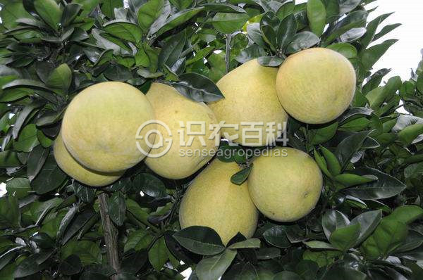 柑橘黄叶症状示例1
