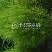 柑橘黄叶症状示例0