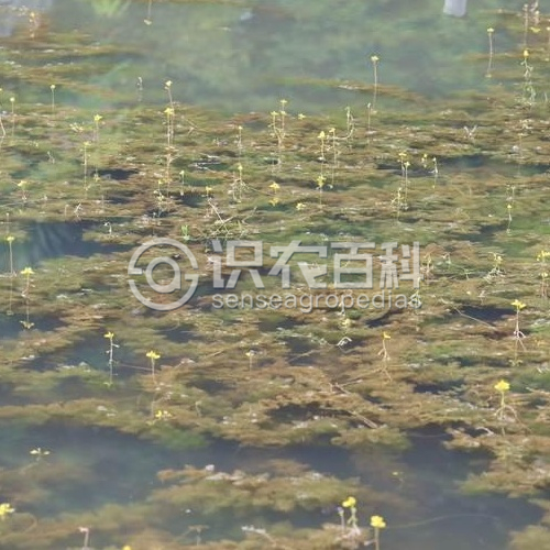 柑橘黄叶症状示例1