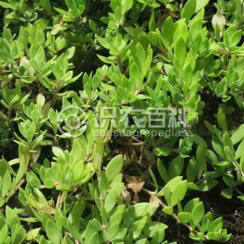 柑橘黄叶症状示例3