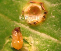 柑橘黄叶症状示例0