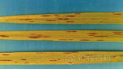 水稻窄条斑病