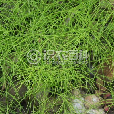 草问荆