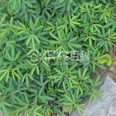 长叶胡枝子