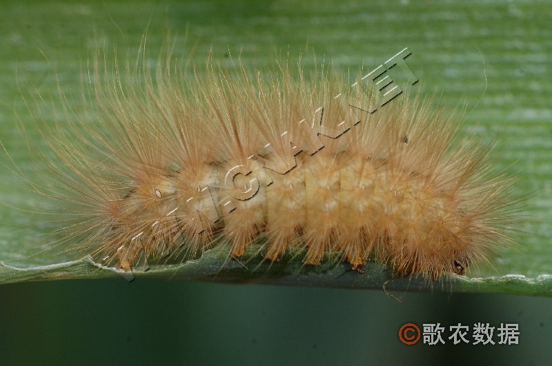 柑橘黄叶症状示例2