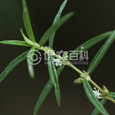 纤花耳草