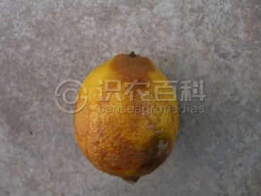 柑橘水肿病