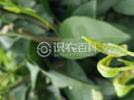 柑橘黄叶症状示例0