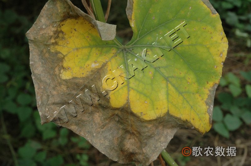 柑橘黄叶症状示例1