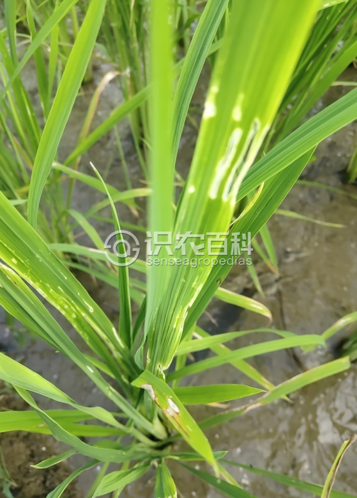 柑橘黄叶症状示例2