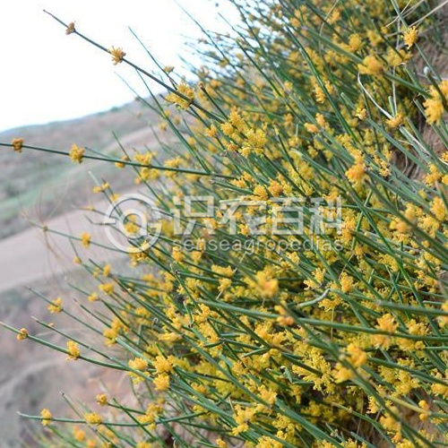 柑橘黄叶症状示例2