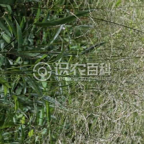 柑橘黄叶症状示例2