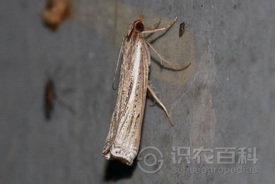 柑橘黄叶症状示例2