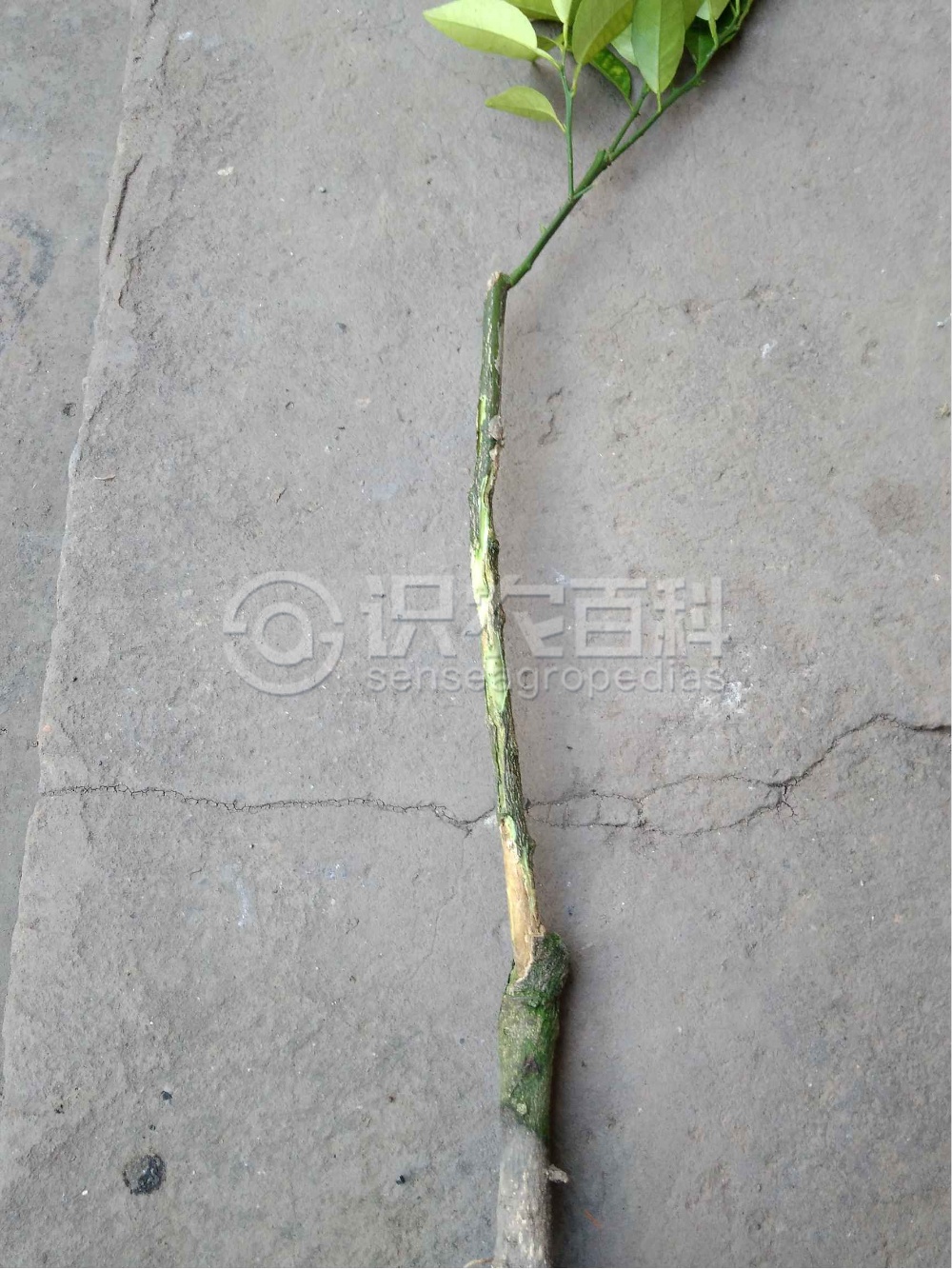 柑橘黄叶症状示例2