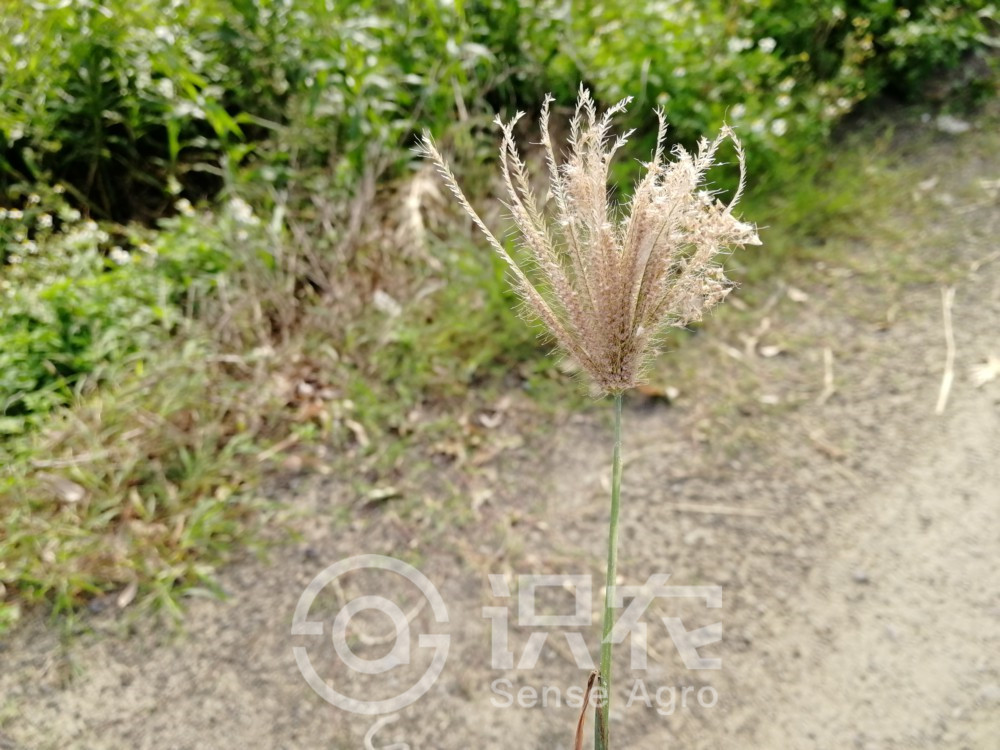 柑橘黄叶症状示例2