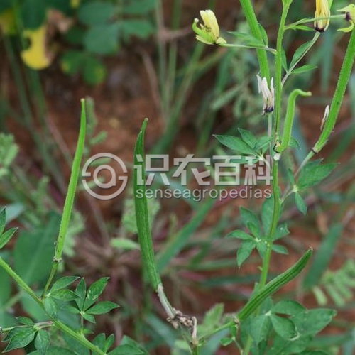 柑橘黄叶症状示例2