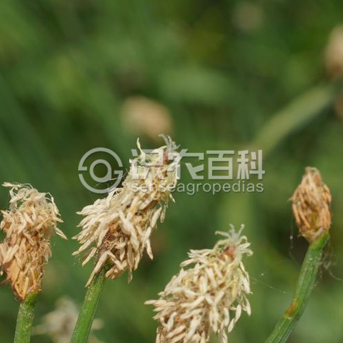 柑橘黄叶症状示例3