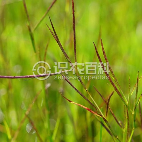 柑橘黄叶症状示例2