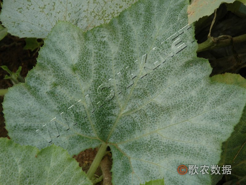 柑橘黄叶症状示例1