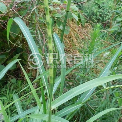 扁穗牛鞭草