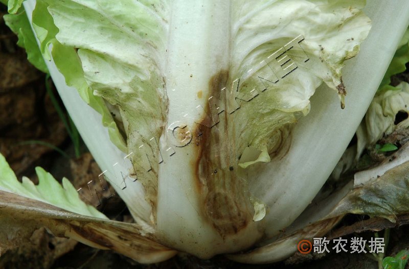 柑橘黄叶症状示例0