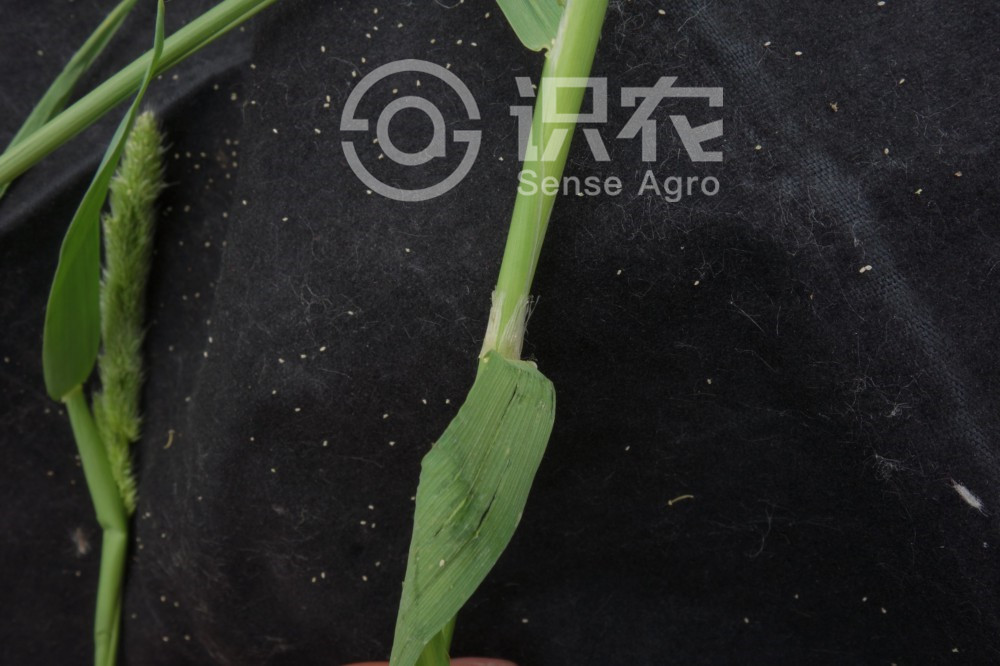 柑橘黄叶症状示例5