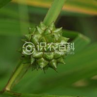 柑橘黄叶症状示例0