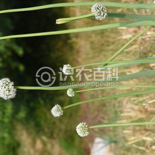 柑橘黄叶症状示例2