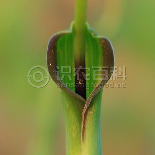 柑橘黄叶症状示例3