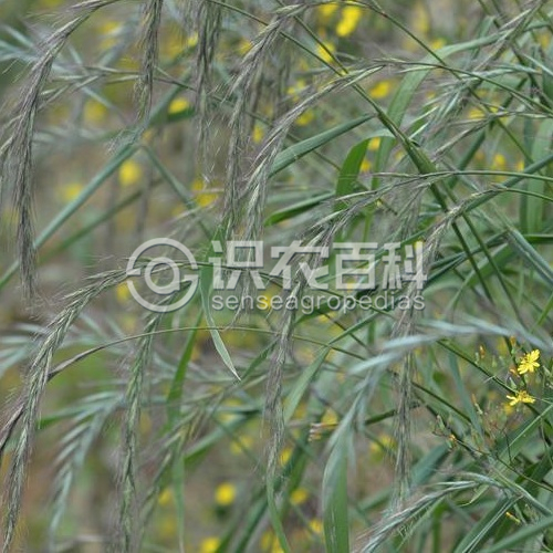 柑橘黄叶症状示例2
