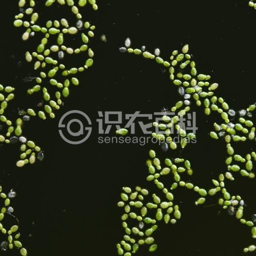 柑橘黄叶症状示例1