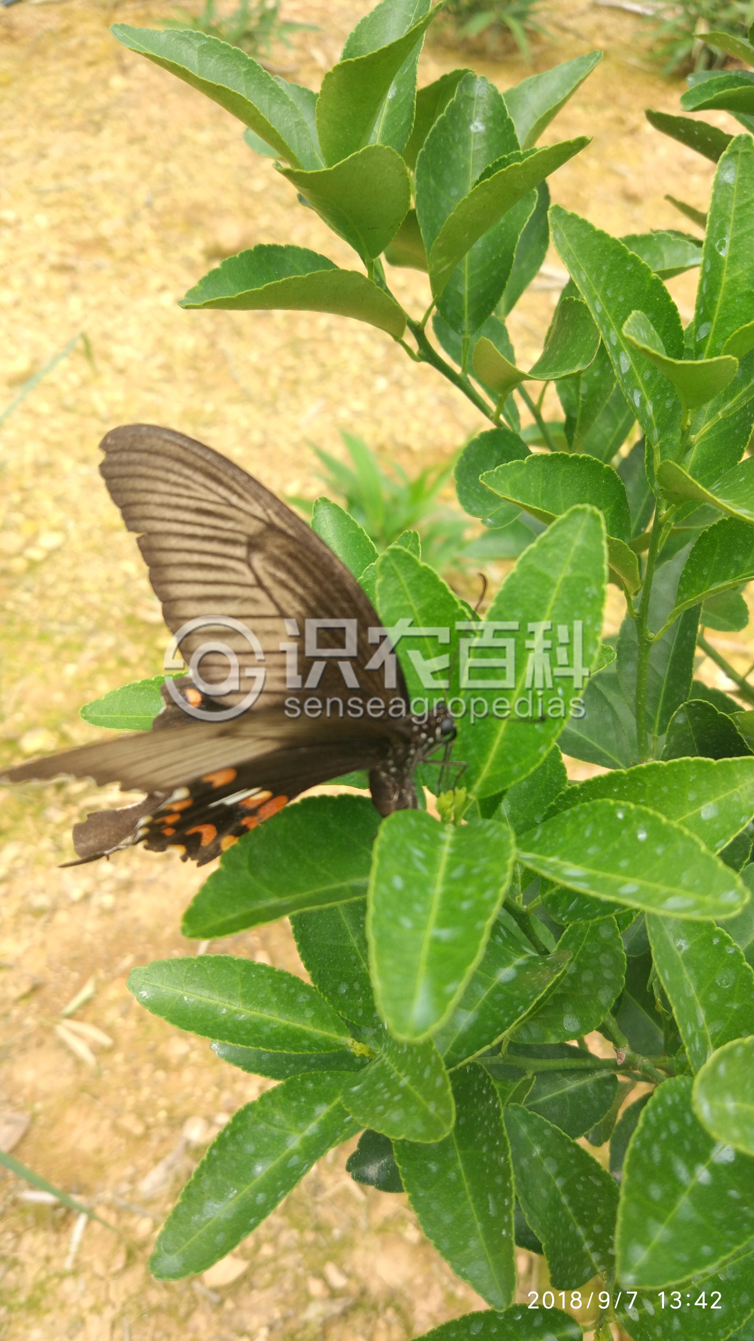 柑橘黄叶症状示例2