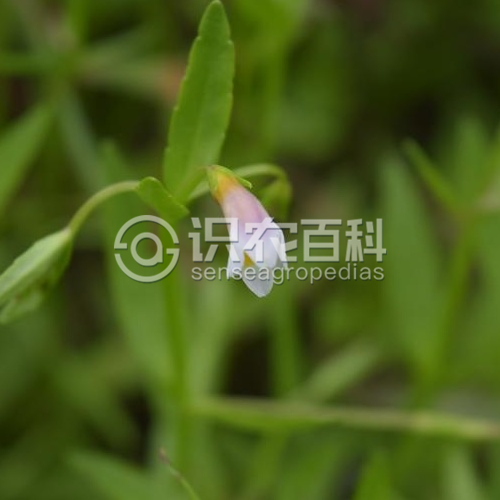 柑橘黄叶症状示例3