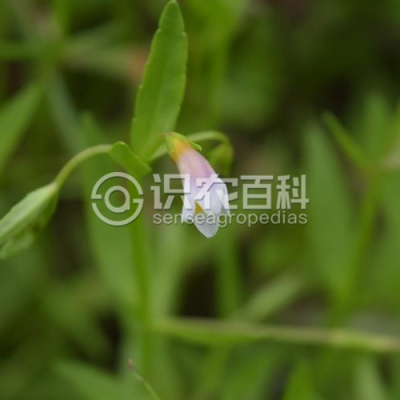 狭叶母草