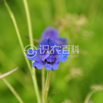 翠雀