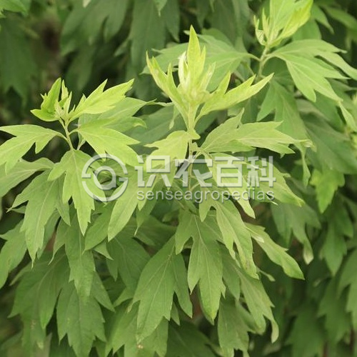 柑橘黄叶症状示例2