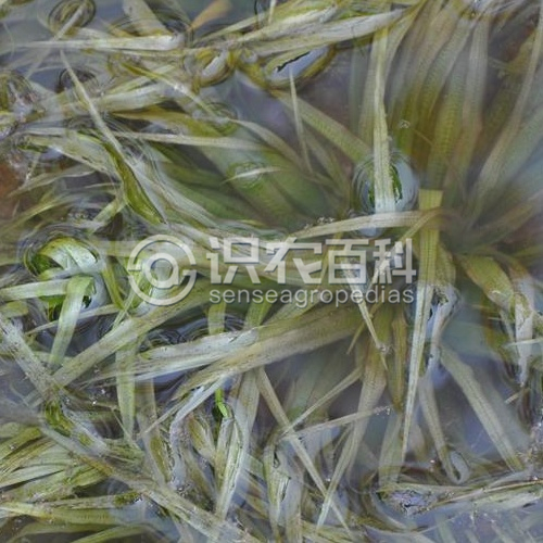 柑橘黄叶症状示例1