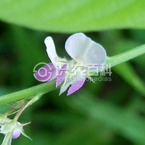 柑橘黄叶症状示例2
