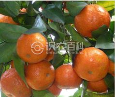 柑橘黄叶症状示例0