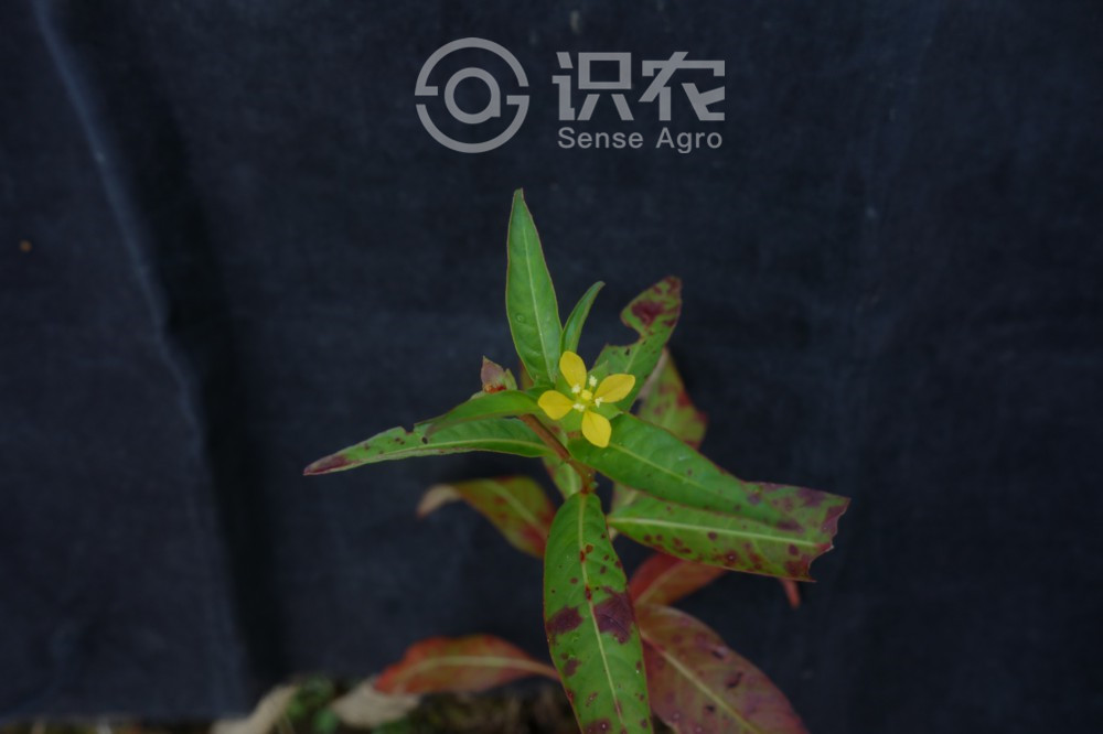 柑橘黄叶症状示例1